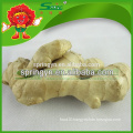 Ginger and garlic export company China ginger exporter Chinese mature super ginger